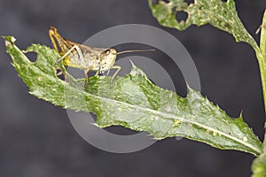 Chrysochraon dispar, a common orthoptera insect of the locust family