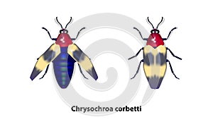 Chrysochroa corbetti vector