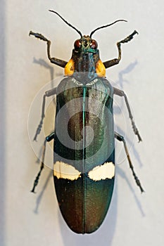 Chrysochroa ocellata is a gemstone beetle or a metal wood-boring beetle of the Buprestidae family.