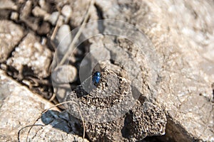 Chrysochus asclepiadeus (Leaf beetle), Rtanj, Serbia photo