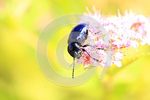 Chrysochus chinensis photo