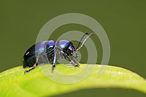 Chrysochus chinensis Baly on plant
