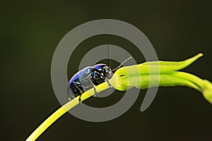 Chrysochus chinensis Baly on plant