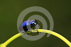 Chrysochus chinensis Baly on plant