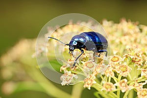 Chrysochus chinensis,  close-up photo