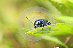 Chrysochus chinensis,  close-up photo