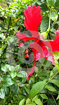 Chrysochus cobaltinus, red and black cobalt milkweed beetle or blue milkweed beetle, sitting on the China roseChinese hibiscus photo