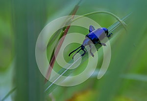 Chrysochus pulcher on green grass in nature.