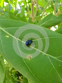 Chrysochus pulcher`s body and wings are shiny dark blue.