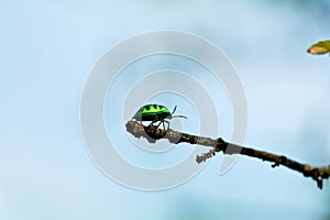 Chrysocoris eques or  shield-backed bugs belonging to the Scutelleridae family