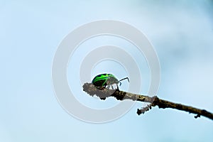 Chrysocoris eques or  shield-backed bugs belonging to the Scutelleridae family