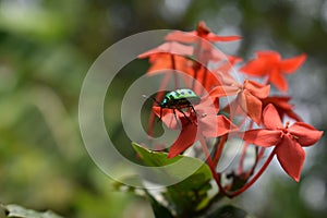 Chrysocoris stollii bug perching on red flower