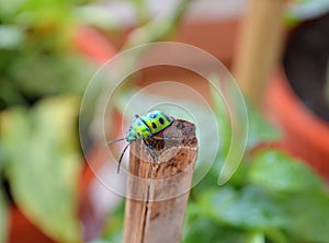 Chrysocoris stollii is a polyphagous species of jewel bugs Scutelleridae hemiptera heteroptera.Metallic green bug black spots.