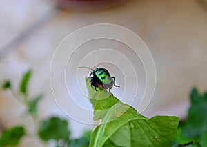 Chrysocoris stollii is a polyphagous species of jewel bugs Scutelleridae hemiptera heteroptera.Metallic green bug black spots.