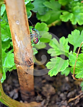 Chrysocoris stollii is a polyphagous species of jewel bugs Scutelleridae hemiptera heteroptera.Metallic green bug black spots.