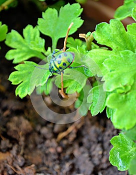 Chrysocoris stollii is a polyphagous species of jewel bugs Scutelleridae hemiptera heteroptera.Metallic green bug black spots.