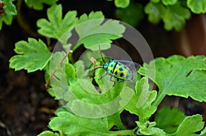 Chrysocoris stollii is a polyphagous species of jewel bugs Scutelleridae hemiptera heteroptera.Metallic green bug black spots.