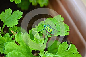 Chrysocoris stollii is a polyphagous species of jewel bugs Scutelleridae hemiptera heteroptera.Metallic green bug black spots.