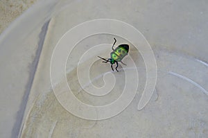 Chrysocoris stollii is a polyphagous species of jewel bugs Scutelleridae hemiptera heteroptera.Metallic green bug black spots.