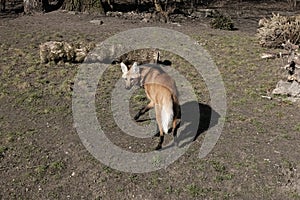 Chrysocyon brachyurus in captivity