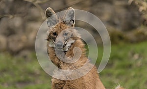 Chrysocyon brachyurus in ZOO Decin in winter day