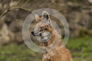 Chrysocyon brachyurus in ZOO Decin in winter day