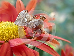 Chrysodeixis chalcites night moth on chrysanthemum
