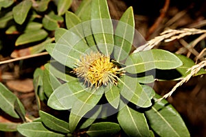 Chrysolepis sempervirens, Dwarf Golden Chinquapin, Bush chinquapin