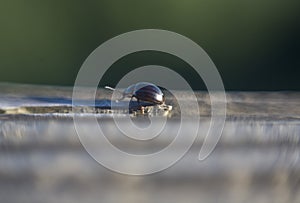 Chrysolina americana or rosemary beetle photo