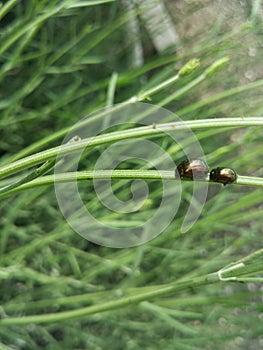 Chrysolina americana
