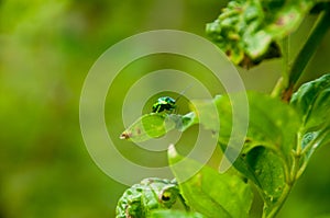 Chrysolina coerulans on green leaves