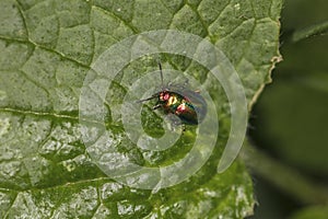 Chrysolina fastuosa, colorful beetle, amazing colors, goes through the leaf, top view