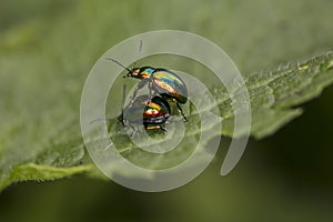 Chrysolina fastuosa, colorful beetles reproduce in the bosom of