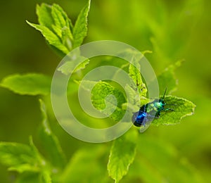 Chrysolina herbacea