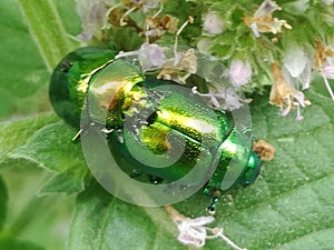 Chrysolina Herbacea