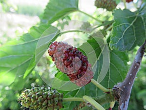 The fruit of the Gelso photo