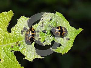 Chrysomela lapponica pest beetle on leaf