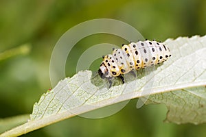 Chrysomela populi