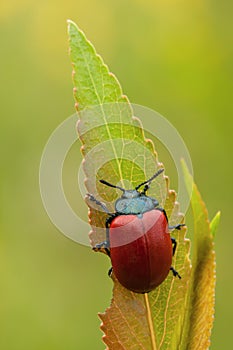 Chrysomela populi beetle