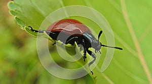 Chrysomela populi on the leaf of Populus tremula, leaf beetles