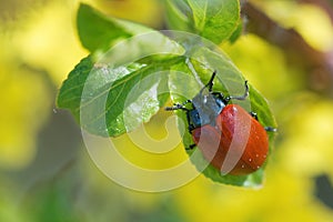 Chrysomela populi