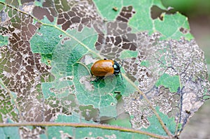 Chrysomela tremula beetle sits on leaf photo