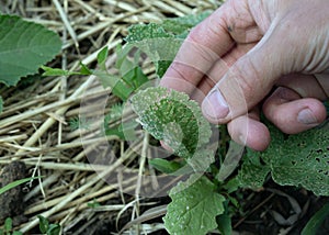 Chrysomelidae leaf beetle eats green radish leaves. Cruciferous flea or Phyllotreta cruciferae photo