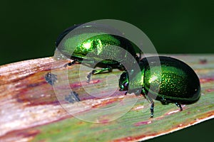 Chrysomelidae