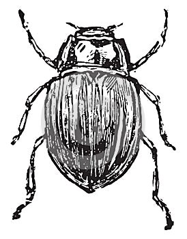 Chrysomelidae, vintage engraving