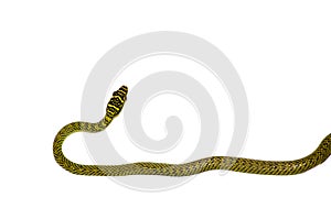 Chrysopelea ornata green snake isolated on white background.