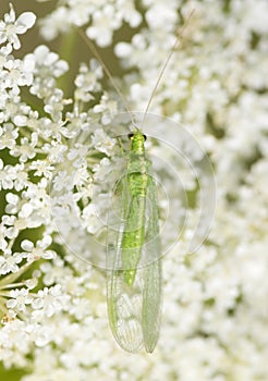 Chrysoperla carnea - the common green lacewing photo