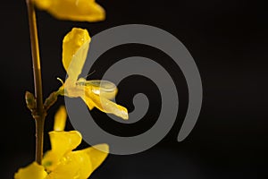 A chrysoperla carnea, known as the common green lacewing, on wet yellow blossom