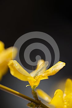 A chrysoperla carnea, known as the common green lacewing, on wet yellow blossom