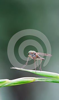 Chrysophilus splendidus